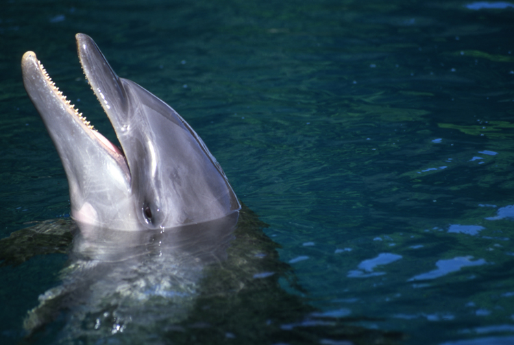 DIVING;dolphins;blue water;palau;F747_Factor 019C;dolphin